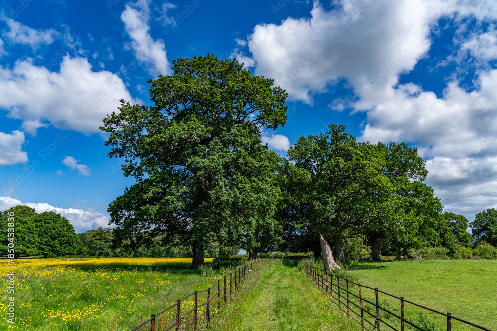 Lovely meadow views full of wild flowers Lovely meadow views full of wild flowers