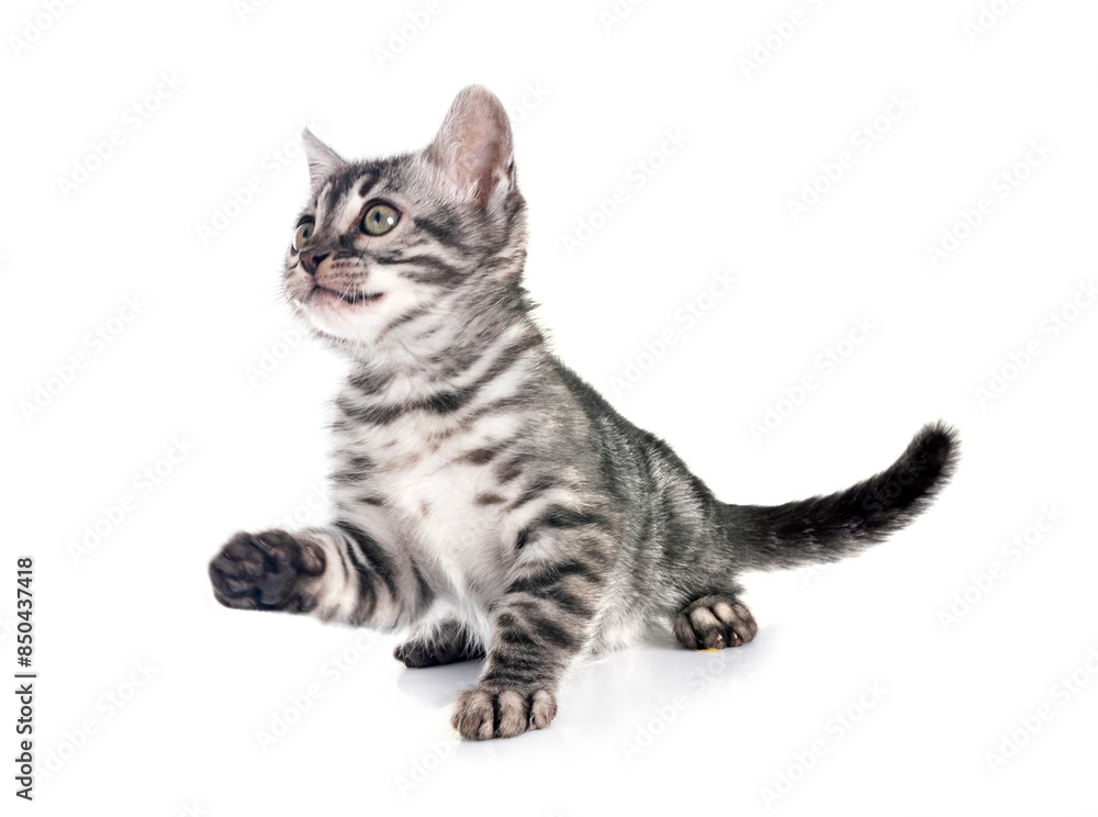 Fototapeta premium bengal kitten in studio