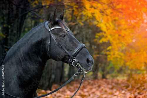 riding girl and horse