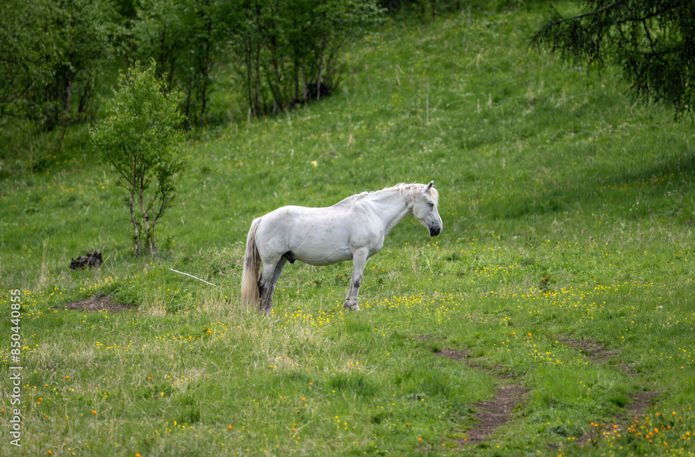 horses on a wild grazing against a backdrop of wild nature close-up on a sunny summer day in Altai horses on a wild grazing against a backdrop of wild nature close-up on a sunny summer day in Altai