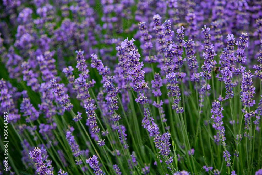 Field of lavender in the sunset light. Background with golden light. Purple lavender. Field of lavender in the sunset light. Background with golden light. Purple lavender.