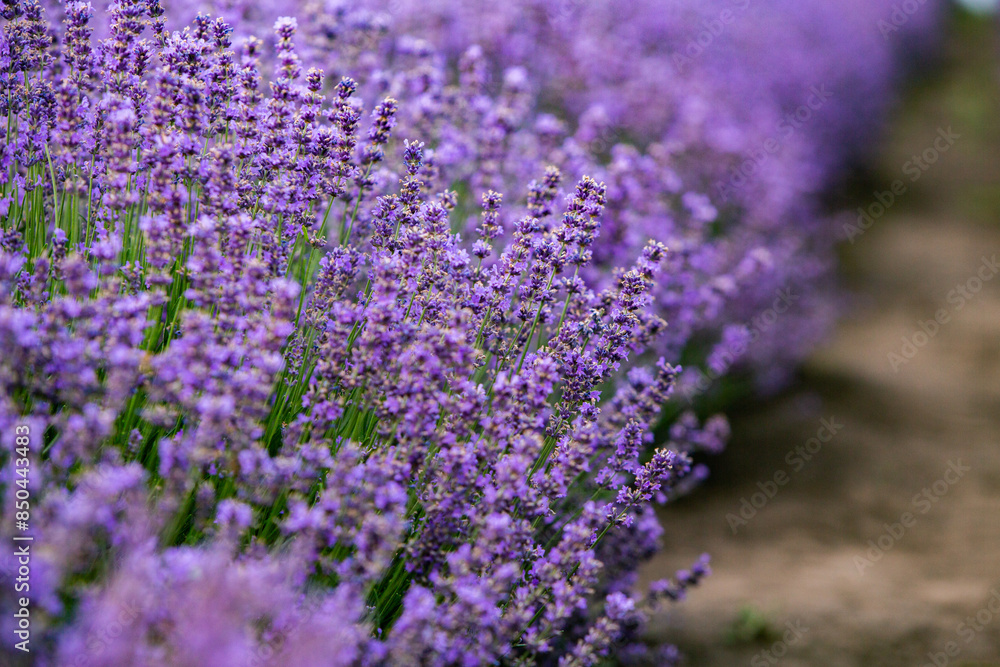 Field of lavender in the sunset light. Background with golden light. Purple lavender. Field of lavender in the sunset light. Background with golden light. Purple lavender.