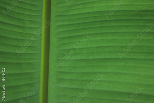 Banana leaf  green texture background with sunny day 1 photo