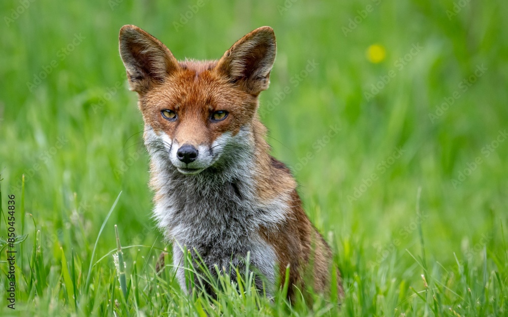 Beautiful Red fox amongst the flowers Beautiful Red fox amongst the flowers