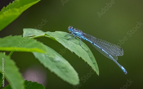 Common blue damselfly