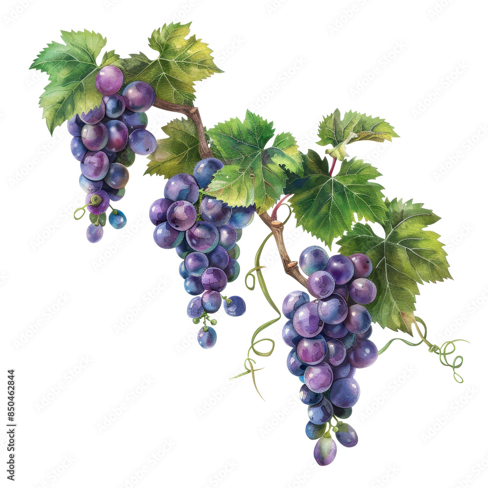 Fototapeta premium Autumn and harvest element, A digital painting of a bunch of purple grapes with green leaves, isolated on transparent background, Autumn and harvest element 