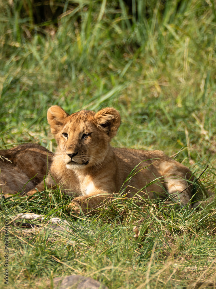 Baby Lion in the Savannah, wildlife, wild animals, family lions Baby Lion in the Savannah, wildlife, wild animals, family lions