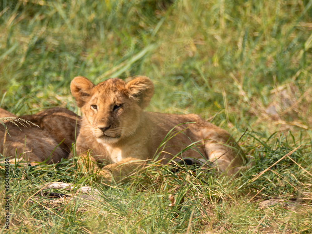 Baby Lion in the Savannah, wildlife, wild animals, family lions Baby Lion in the Savannah, wildlife, wild animals, family lions