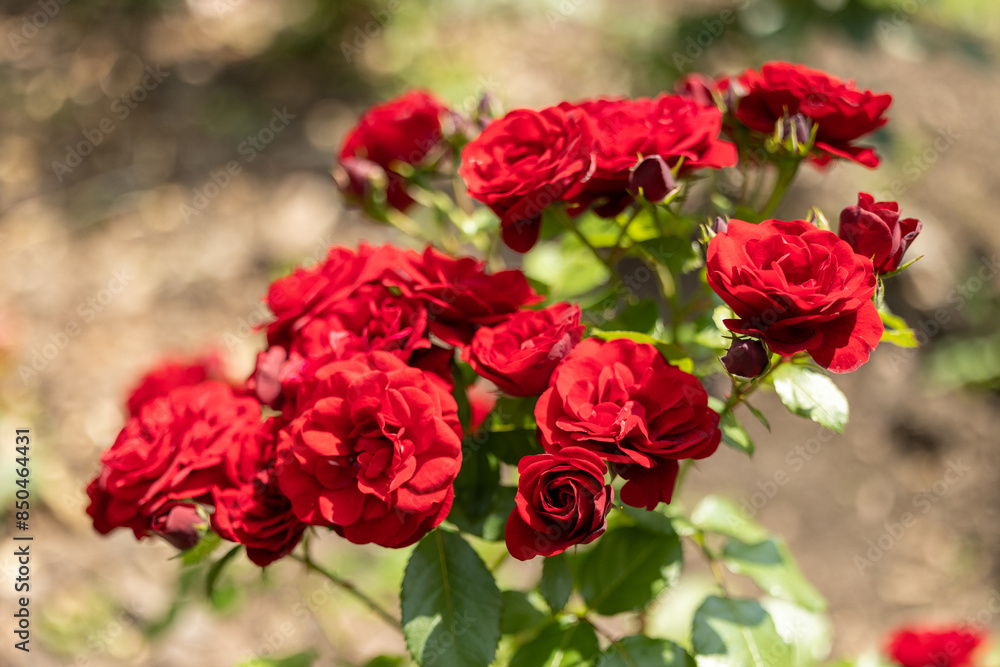 Red roses on a blooming rose bush Red roses on a blooming rose bush