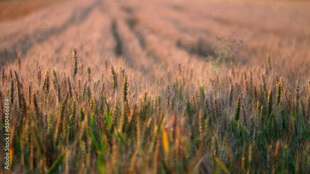 Agriculture golden barley field. Natural organic. Video 4K Agriculture golden barley field. Natural organic. Video 4K