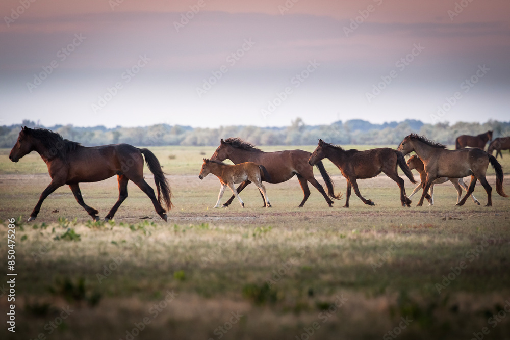Fototapeta premium Beautiful wilde horses in nice backlight form sunset