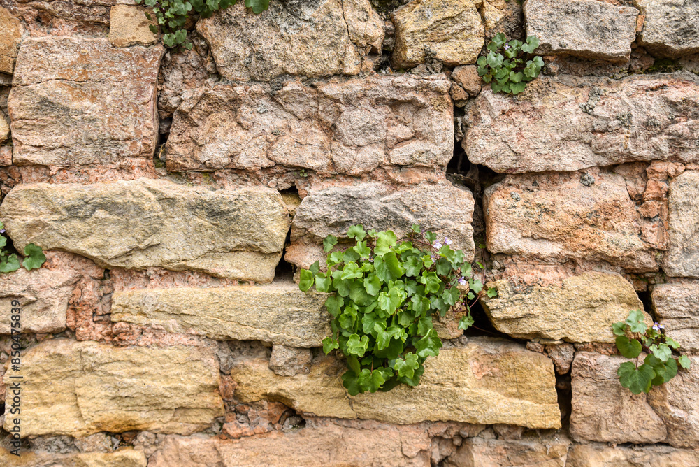 old stone wall with plants growing in the cracks background