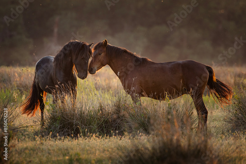 Canvastavla Beautiful wilde horses in nice backlight form sunset