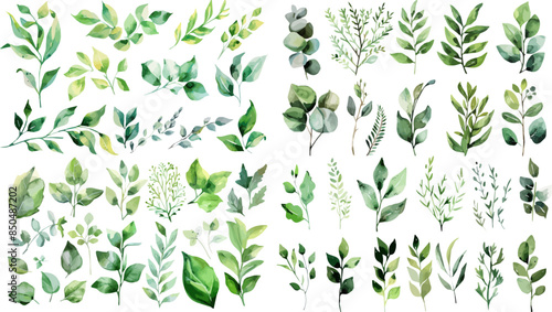 Green watercolor leaves on isolated background