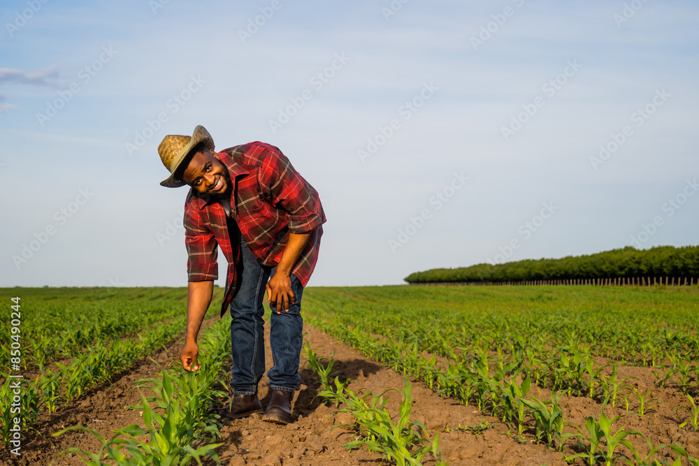 Fototapeta premium Young farmer is examining crops in his growing corn field.