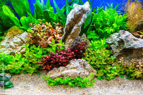 Underwater landscape nature forest style aquarium tank with a variety of aquatic plants, stones and herb decorations.