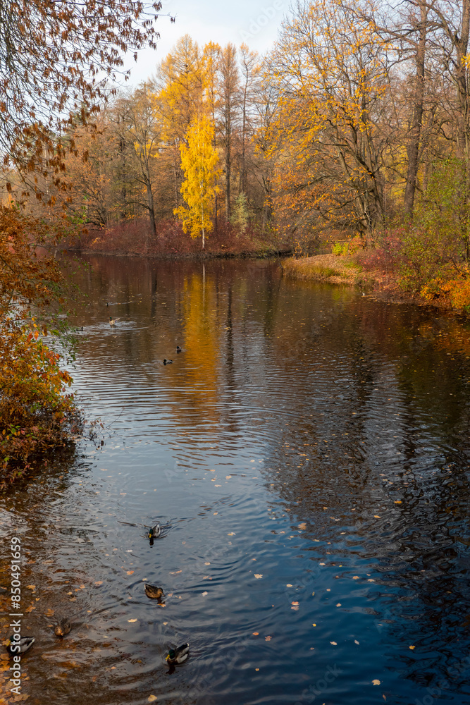 mallard ducks on a water in dark pond with floating autumn or fall leaves, top view. Beautiful fall nature . Autumn october season animal, landscape background. Vibrant red orange nature colors.