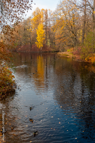 Obraz na płótnie mallard ducks on a water in dark pond with floating autumn or fall leaves, top view. Beautiful fall nature . Autumn october season animal, landscape background. Vibrant red orange nature colors. w salonie