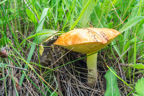 Foto Edible mushroom Suillus granulatus growing in the grass