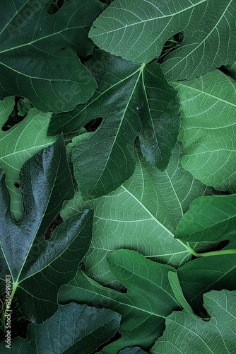 close up of leaves of fig - view from above. green leaves background © Bookaroo68