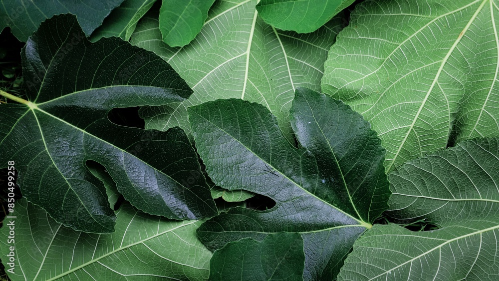 green leaf texture. close up of green leaves of fig - view from above. green background green leaf texture. close up of green leaves of fig - view from above. green background