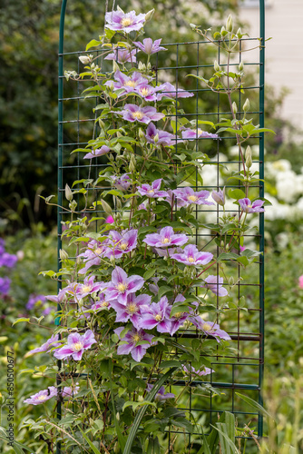 Flowers of purple-white clematis Piilu growing on a trellis in a summer garden photo