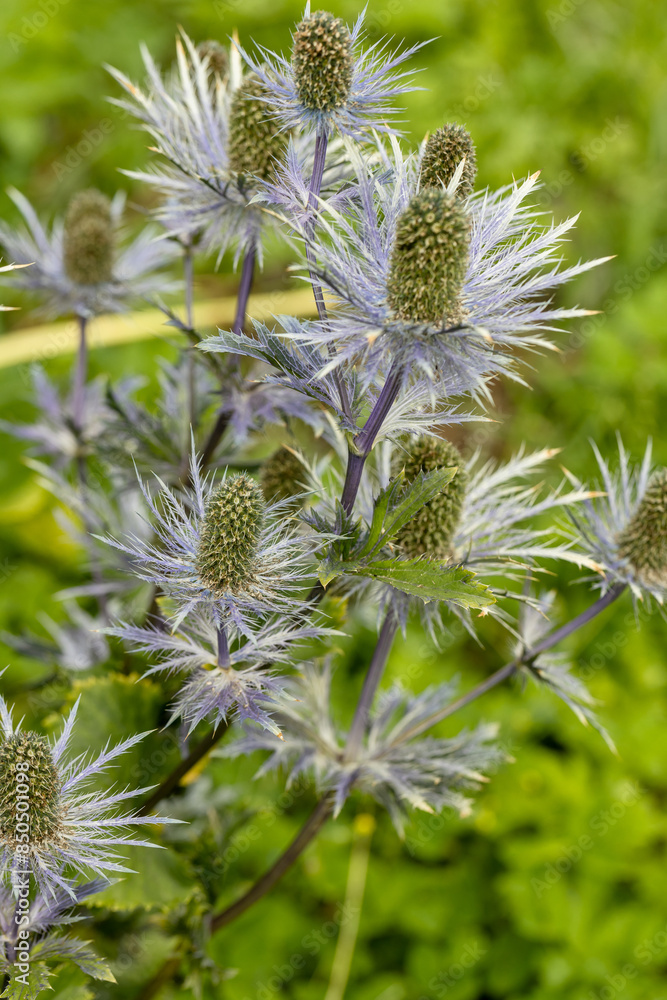 Eryngium alpinum 'Blue Jackpot' also known as Blue Sea Holly Eryngium alpinum 'Blue Jackpot' also known as Blue Sea Holly