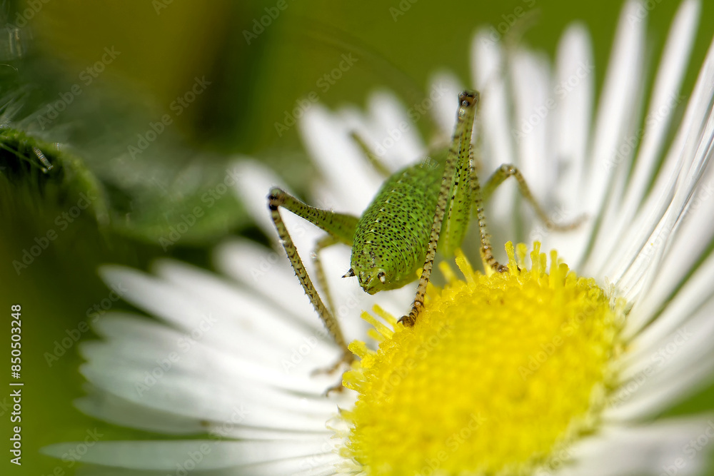 Punktierte Zartschrecke auf einer Blüte Punktierte Zartschrecke auf einer Blüte