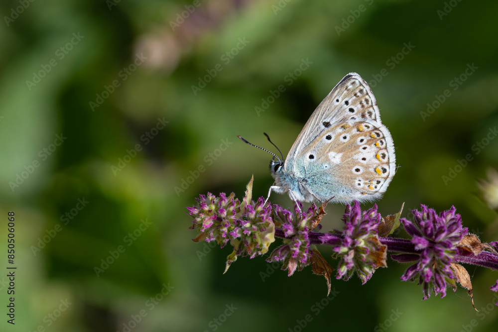 blue butterfly resting on purple flower, Polyommatus dezinus blue butterfly resting on purple flower, Polyommatus dezinus