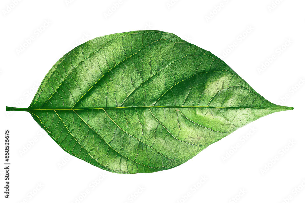 Obraz premium Close-up of a vibrant green leaf with detailed veins isolated on a transparent background. perfect for nature and botanical designs.
