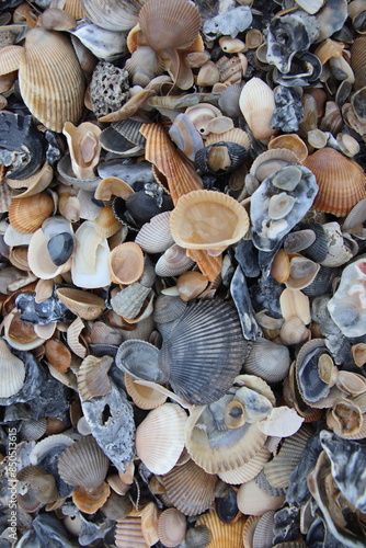 Seashells on the beach. Jacksonville, Florida.