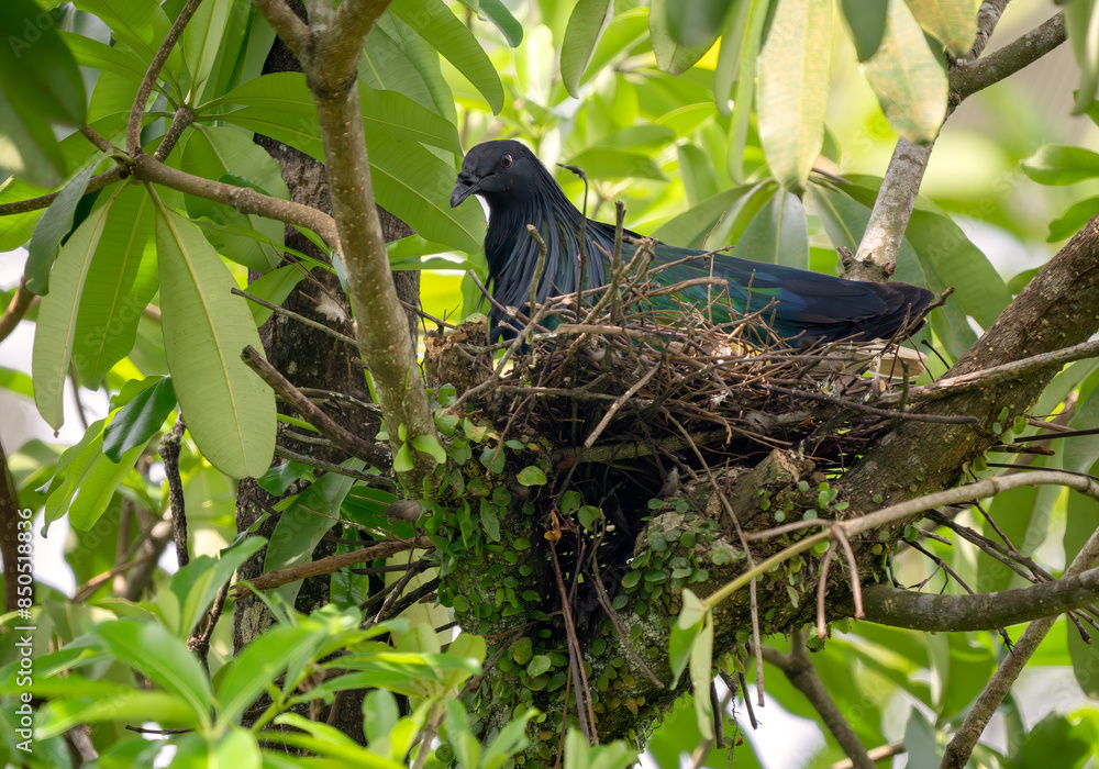 custom made wallpaper toronto digitalNicobar Pigeon - Caloenas nicobarica, beautiful iconic pigeon from Eastern Asian forests and woodlands, Malaysia.