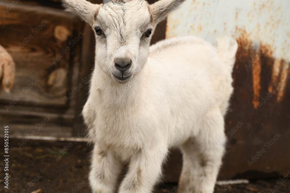 Young baby goat grazing on an animal farm Young baby goat grazing on an animal farm