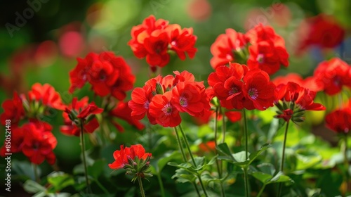 Red geraniums blooming in a garden during the summer
