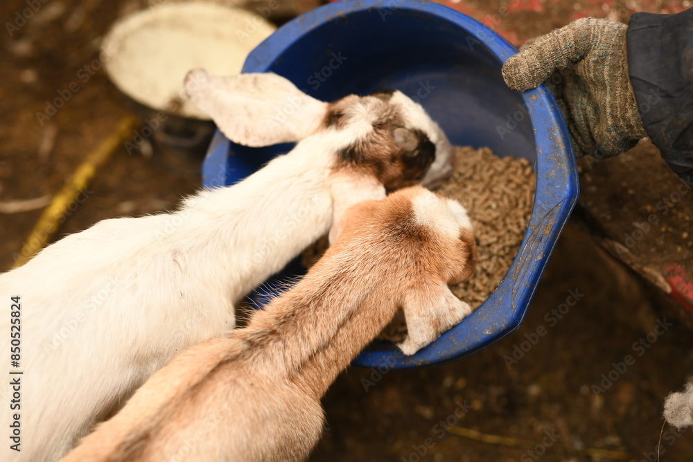 Obraz premium Young baby goat grazing on an animal farm