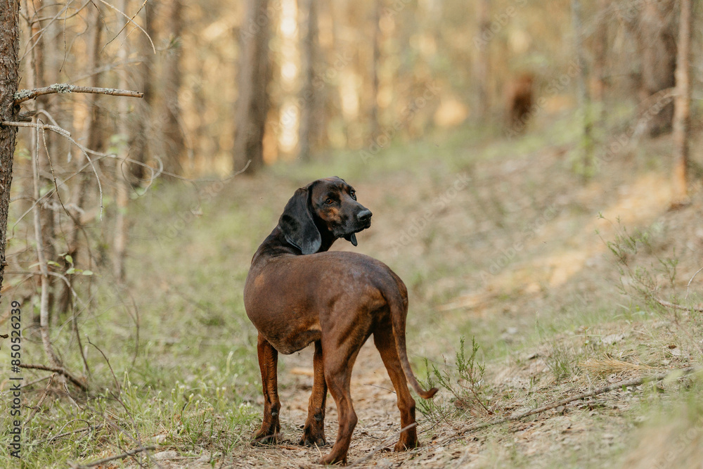 A dog of the Bavarian hound breed in the forest A dog of the Bavarian hound breed in the forest