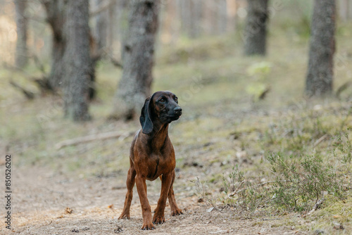 A dog of the Bavarian hound breed in the forest