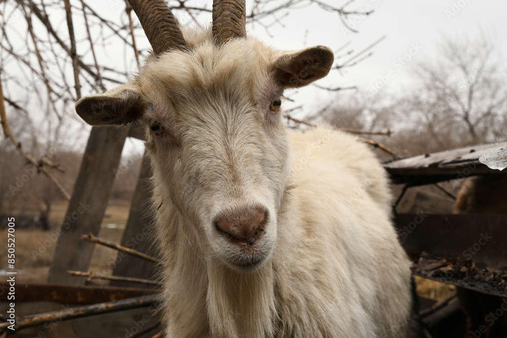 Goats grazing on an animal farm Goats grazing on an animal farm