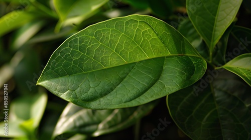 Nature of dark green leaf in garden Natural green leaves plants using background cover page environment ecology or greenery wallpaper : Generative AI