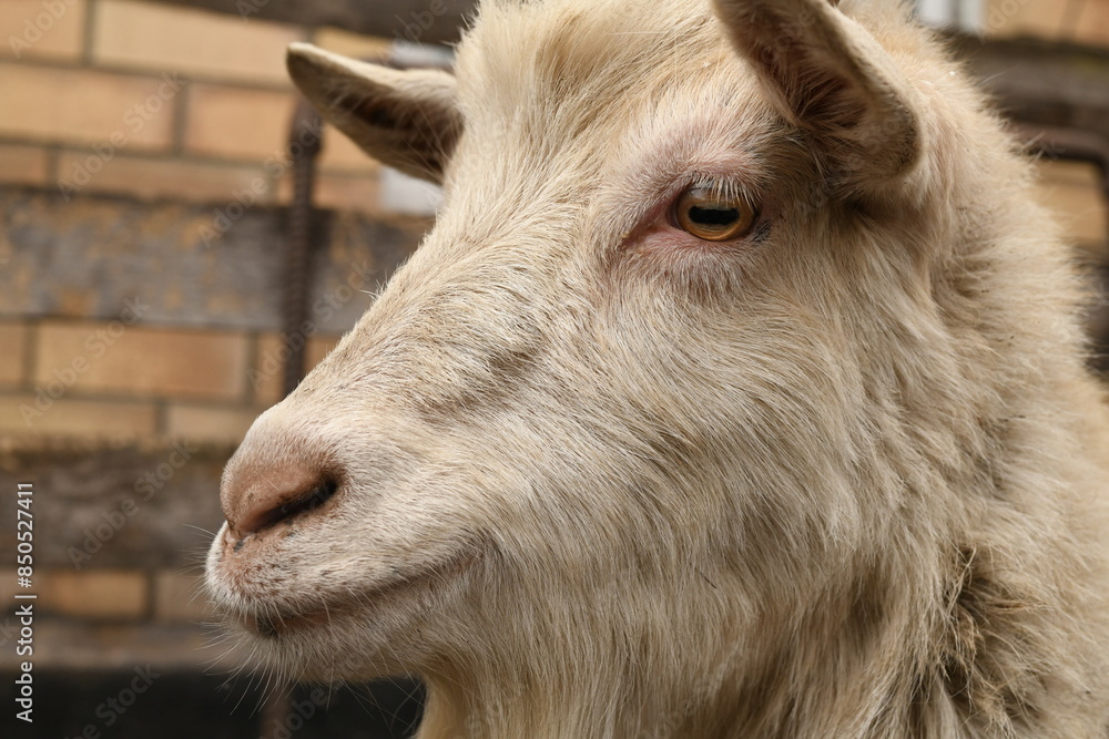 Goats grazing on an animal farm Goats grazing on an animal farm