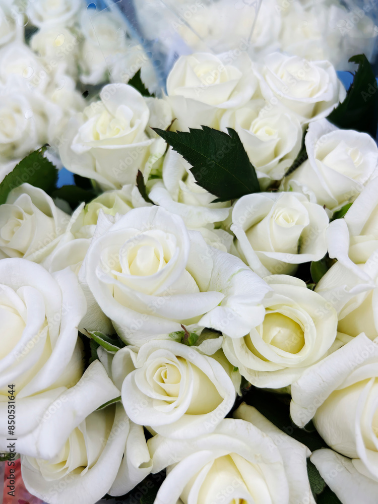 Obraz premium Elegant Bouquet of White Roses with Fresh Green Leaves - Close-Up Shot