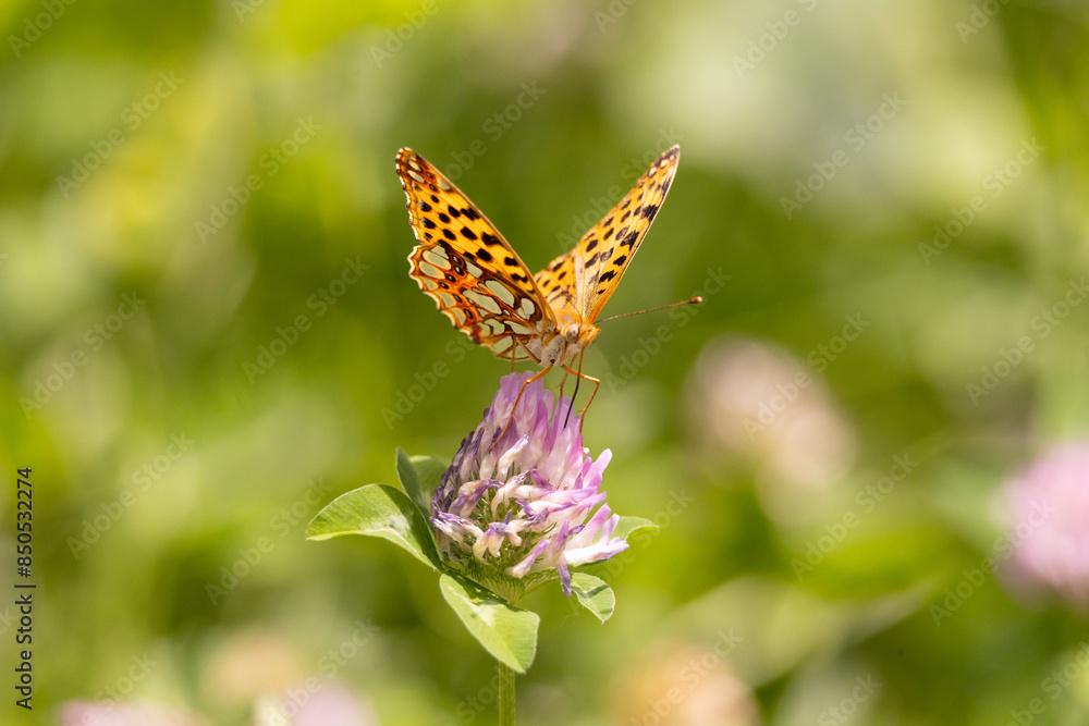 Fototapeta premium butterfly, insect, flower, nature, summer, macro, animal, wildlife, wings, garden, orange, fly, colorful, spring, beautiful, beauty, plant, fauna, wing, leaf, bug, yellow, pink, meadow