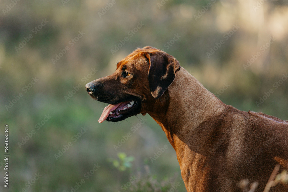 A Rhodesian Ridgeback dog in the woods A Rhodesian Ridgeback dog in the woods