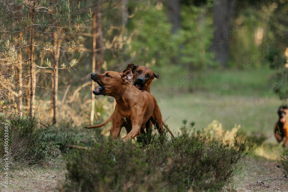 A Rhodesian Ridgeback dog in the woods A Rhodesian Ridgeback dog in the woods