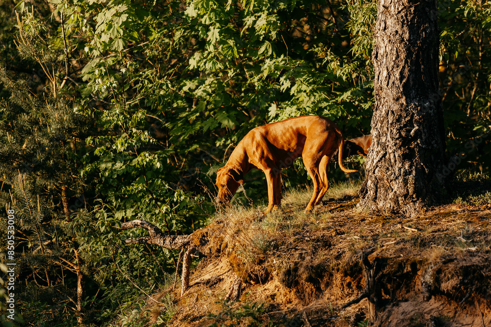 A Rhodesian Ridgeback dog in the woods A Rhodesian Ridgeback dog in the woods