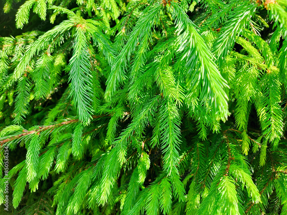 Vibrant Green Fir Foliage. A close-up capture of lush, green fir branches, highlighting the intricate details and textures of coniferous foliage Vibrant Green Fir Foliage. A close-up capture of lush, green fir branches, highlighting the intricate details and textures of coniferous foliage
