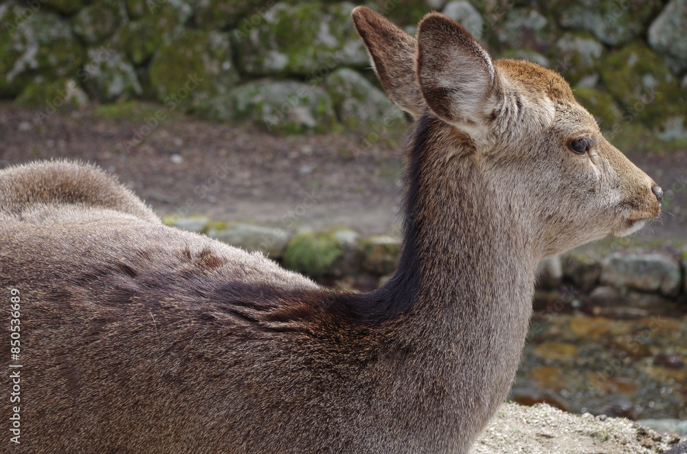 Fototapeta premium 厳島神社の鹿(シカ)