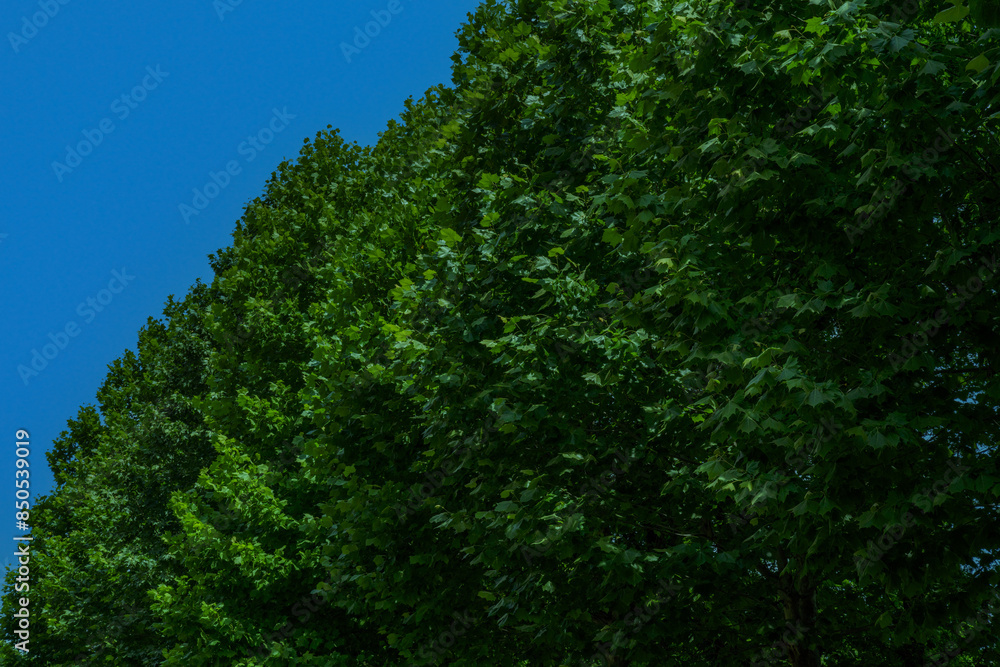 Obraz premium 나무