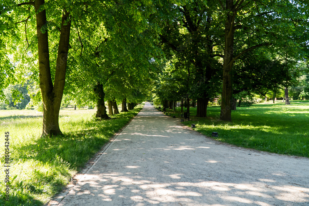 Aleja drzew 