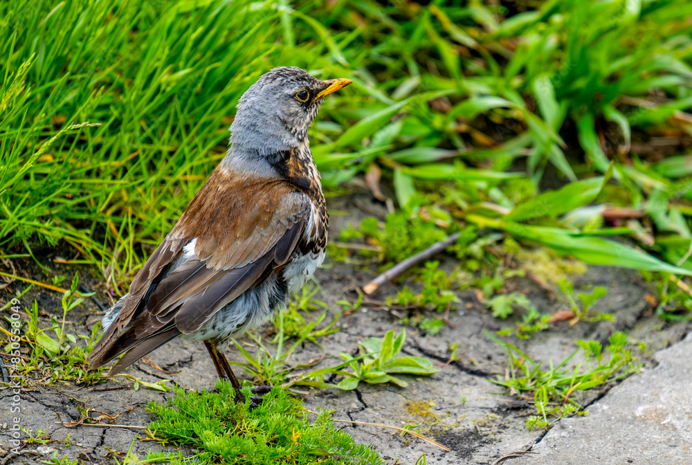 A blackbird is sitting on the lawn in the grass. A blackbird is sitting on the lawn in the grass.